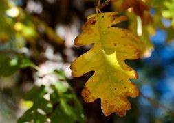 Image result for Oak Leaf Images Clip Art