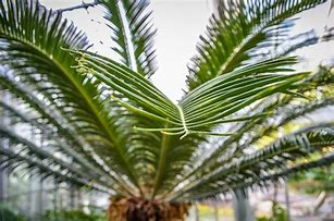 Image result for Palm Tree Leaf Coloring Page