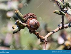 Image result for Quercus Fusiformis Acorns