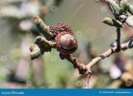 Image result for Quercus Imbricaria Acorns