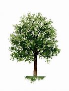 Image result for Watercolor Maple Tree with Leaf