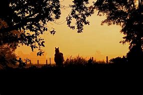 Image result for Grandpa Silhouette