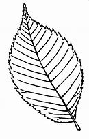 Image result for Leaf Pencil Drawing