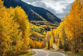 Image result for Aspen Tree Range