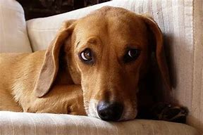 Image result for Boxer Dachshund Mix