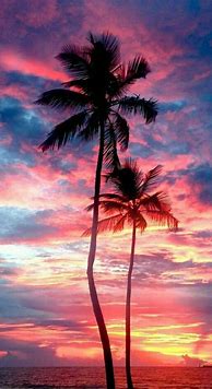 Image result for 4K Vector Art Palm Trees Wallpaper 4K