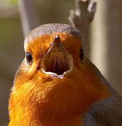 Image result for Robin Singing