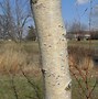 Image result for Birch Tree Tattoo