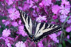 Image result for Big Leaf Butterfly