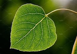 Image result for Aspen Leaf Tattoo