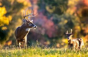 Image result for MO Bucks Deer Feed