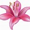 Image result for Yellow Lily Flower Clip Art