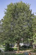 Image result for Mexican Oak Tree