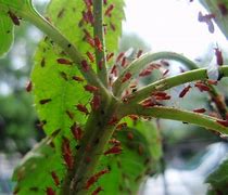 Image result for Red Aphids Control