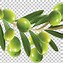 Image result for Olive Green Flowers Clip Art