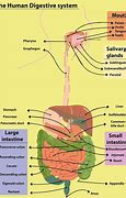 Image result for Right Side Rib Cage Anatomy