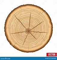 Image result for Sketch of a Tree Cross Section