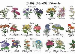 Image result for January and August Flower