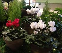 Image result for Easy Care Houseplants