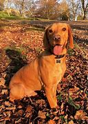 Image result for Spaniel Lab Mix Puppy