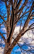 Image result for Lace Elm Tree