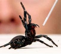 Image result for Top 10 Spiders