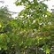 Image result for CherryBark Oak Tree