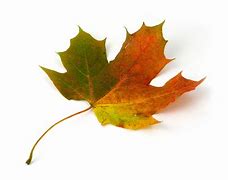 Image result for Canada Flag Maple Leaf Outline