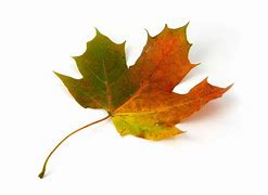 Image result for Maple Leaf Vector Clip Art