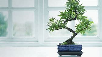 Image result for Bonsai Tree Styles