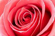 Image result for Portrait of Roses