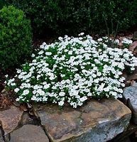 Image result for Annual Ground Cover Plants