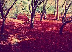 Image result for Red Autumn Leaves