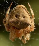 Image result for Cat-Faced Orb Weaver Spider