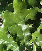 Image result for Post Oak Leaf Designs