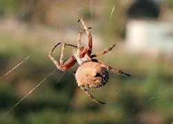 Image result for Orb Weaver Spider Arizona