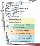 Image result for Archaea and Eukaryotes