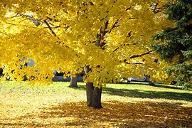 Image result for Tree with Large Yellow Leaves in Fall