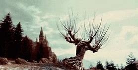 Image result for Weeping Willow Tree Harry Potter