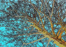 Image result for Real Tree Branch