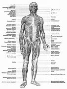 Image result for Anatomy