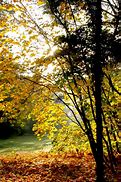 Image result for Oak Leaf Fall Colors