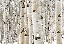 Image result for Eyes On Aspen Tree Bark