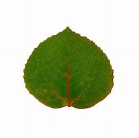 Image result for Aspen Leaf Background