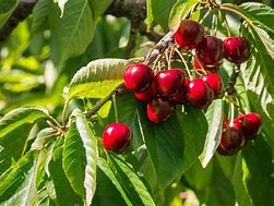 Image result for Cherry Blossoms with Cherries