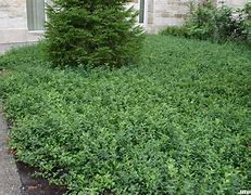 Image result for Evergreen Wintercreeper Shrub with Red Berries