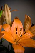 Image result for Mocha Brown Lilies