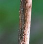 Image result for Beaked Hazelnut Buds