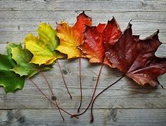 Image result for Fall Leaves Changing