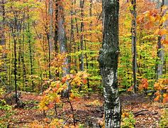 Image result for Fall Matching Banner